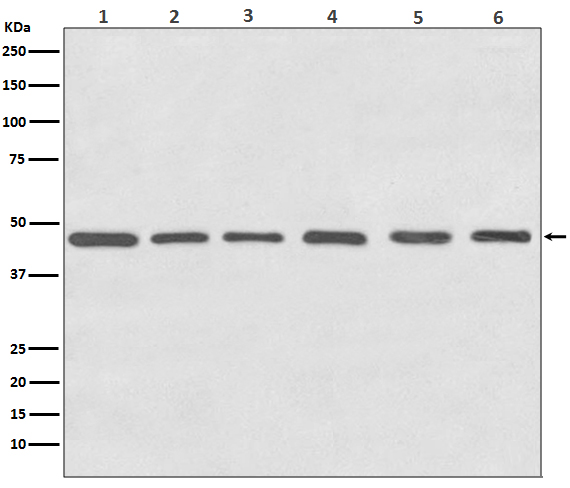 Western blot analysis of Tubulin gamma expression in (1) HeLa cell lysate; (2) NIH 3T3 cell lysate; (3) C6 cell lysate; (4) Zebrafish lysates; (5) COS-1 cell lysate; (6) MDCK cell lysate.