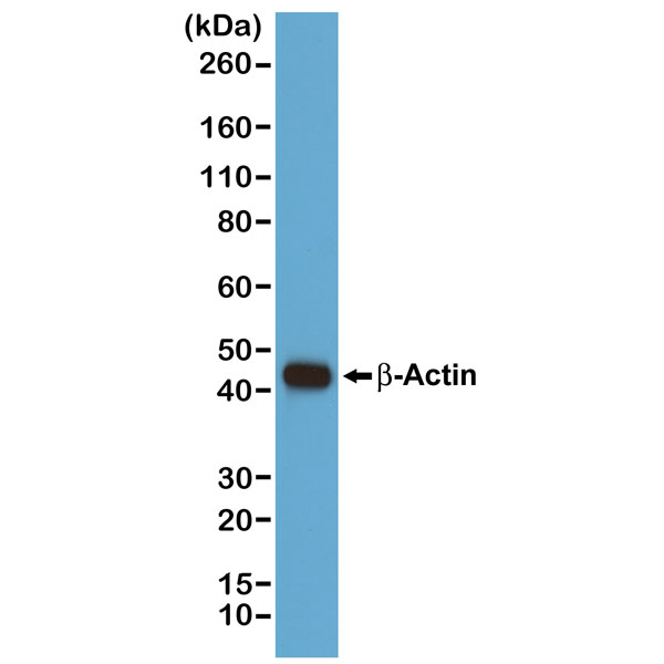 Figure 1. Western Blotting resultWestern blot of A431 cells, using Clone RM112 at 1/1000 dilution. ACTB-Actin band showed at the predicted MW (42 kDa).