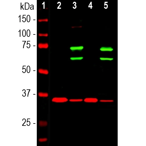Western blot analysis of cytosolic or nuclear enriched fractions of cell lines probed with chicken pAb to lamin A/C, M00438-2, dilution 1:1,000 in green: [1] protein standard (red), [2] HeLa cytosol, [3] HeLa nuclear, [4] NIH-3T3 cytosol, and [5] NIH-3T3 nuclear fractions. Two strong bands at 74 and 65kDa correspond to lamin A and lamin C proteins respectively, detected exclusively in the nuclear fractions. The same blot was simultaneously probed with mouse mAb to GAPDH, in red. The single band at 37kDa represents GAPDH protein which is expressed predominantly in the cytosolic fractions.
