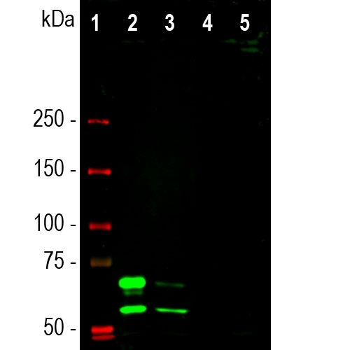Western blot analysis of different cell lysates using mouse mAb to lamin A/C, M00438-1, dilution 1:1,000 in green: [1] protein standard (red), [2] HeLa, [3] HEK293 [4] C6, and [5] NIH-3T3 cell lysates. Two strong bands at 74 and 65kDa correspond to the lamin A and lamin C proteins respectively, detected only in the cells of human origin. M00438-1 antibody failed to recognize rat or mouse proteins.