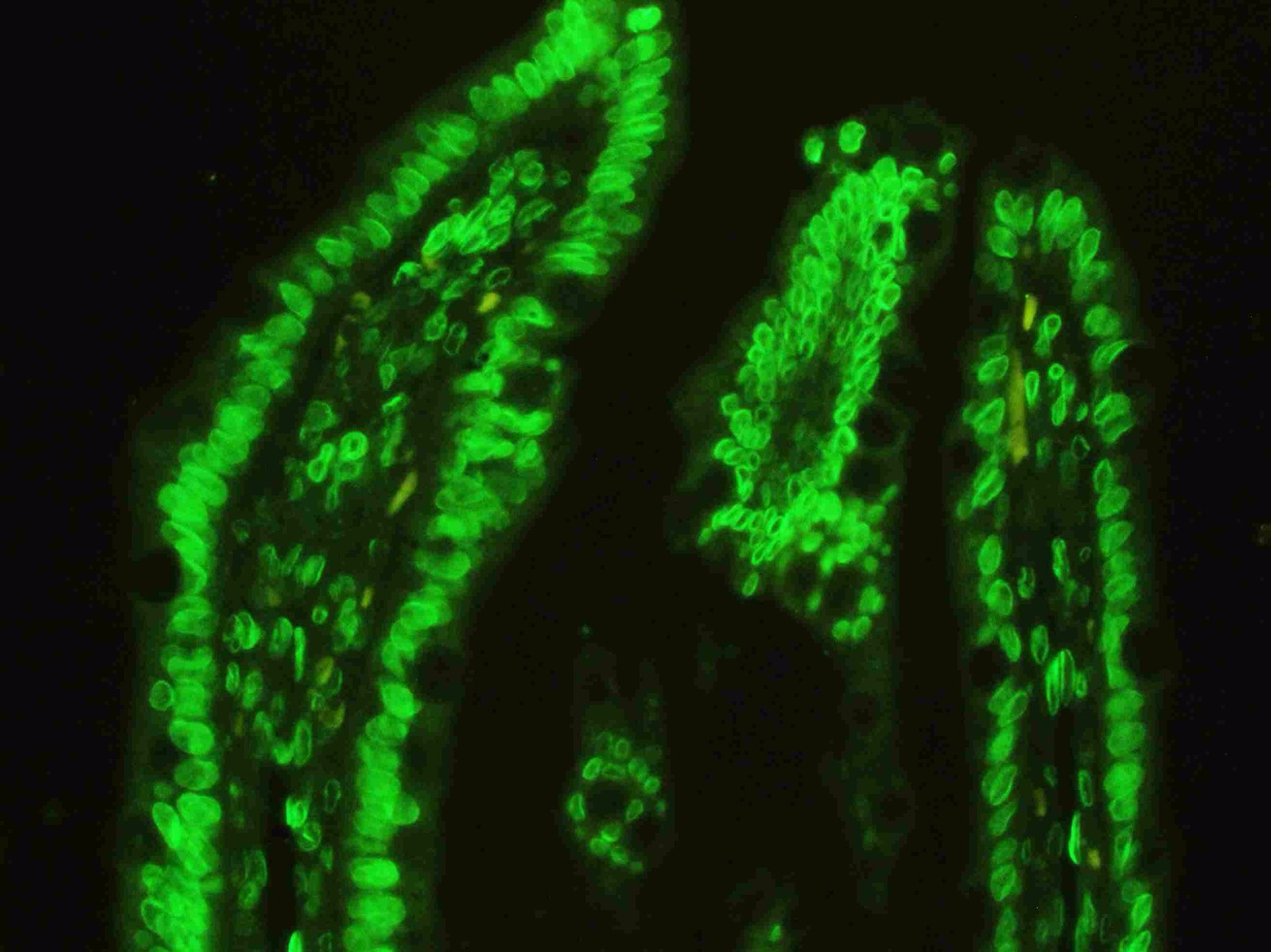 图 1. 使用抗 LMNA 抗体 (PB9280) 在大鼠肠组织石蜡包埋切片中检测到的 IF 分析。 组织切片使用 DyLight 488 Conjugated Avidin 二抗（绿色）（Catalog?#?BA1128）染色，并用 DAPI（蓝色）复染。
