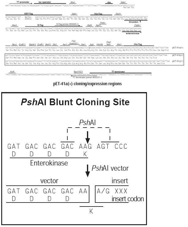 pET-41b(+) 载体 BES20045PVE - 博尔森生物科技有限公司-科研服务一站式网站 - 博尔森生物【官方网站】-试剂盒 ...